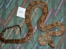 Male C.A. Motley 66% poss het T  Albino