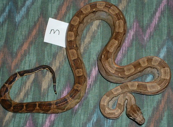 Male C.A. Motley 66% poss het T  Albino