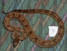 Female C.A. Motley 66% poss het T  Albino