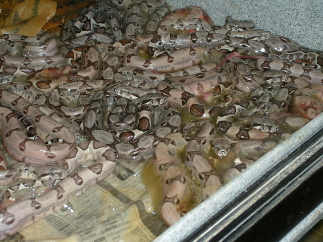 Ghost litter