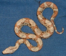 Paradox Sunglow Boa