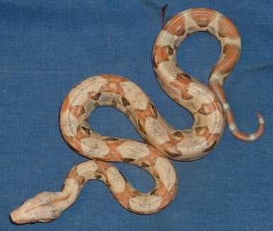 Paradox Sunglow Boa