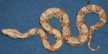 Paradox Sunglow Boa