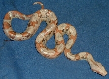 Paradox Sunglow Boa