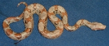 Paradox Sunglow Boa