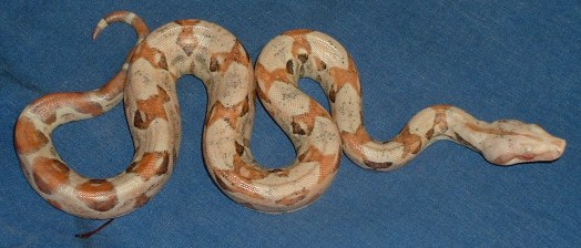 Paradox Sunglow Boa
