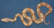Paradox Sunglow Boa
