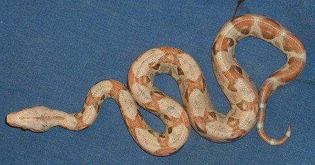 Paradox Sunglow Boa