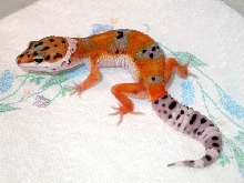 Tangerine #2