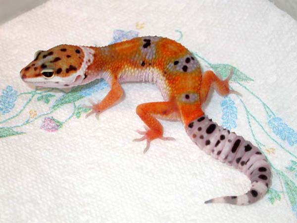 Tangerine #2