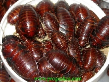 Orange head roach nymphs