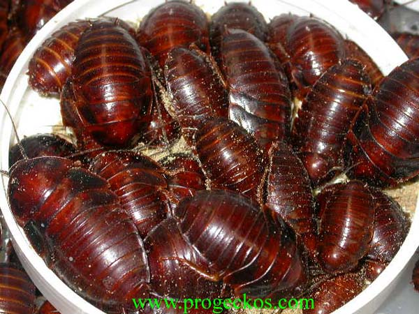 Orange head roach nymphs