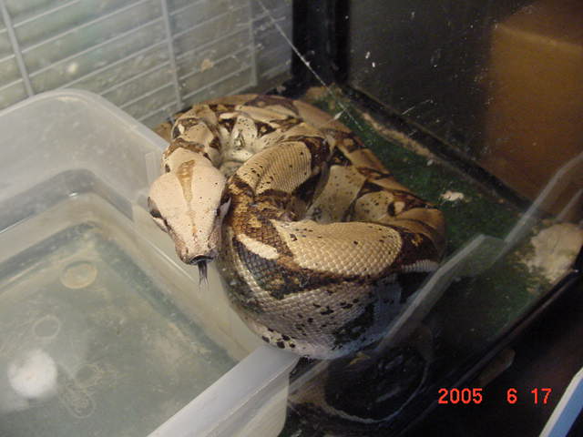 Apoc 1