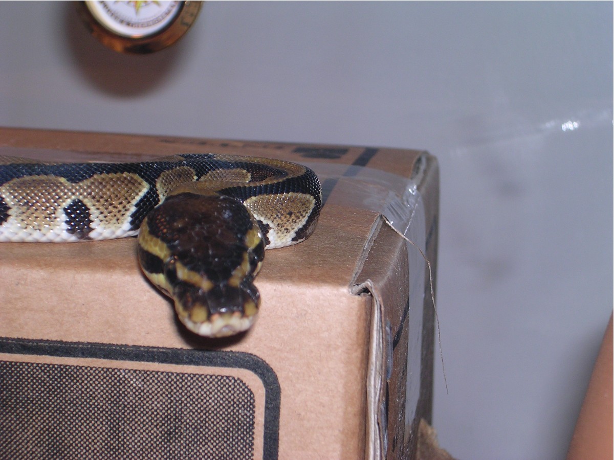 on hide box