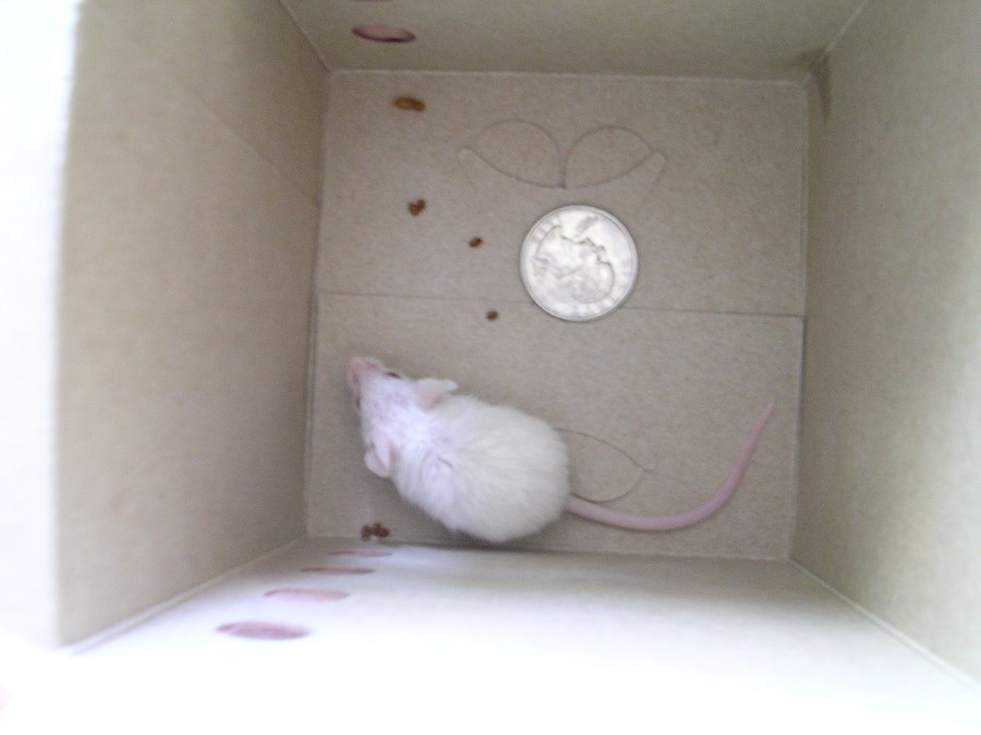 live mouse