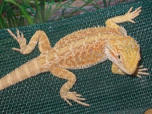 Hypo Pastel