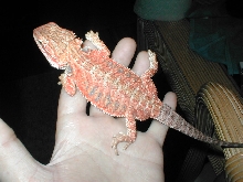 beardd dragon