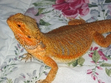 orange/red