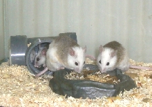 Natal Rats