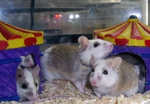 more Natal Rats