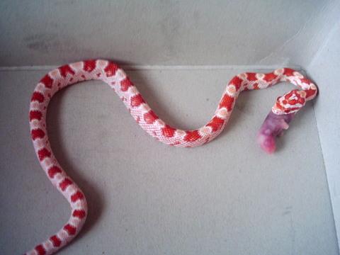Willow Eating