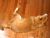 shiba camo