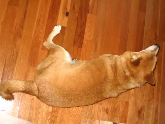 shiba camo