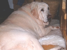 Our Darling Susie XXX