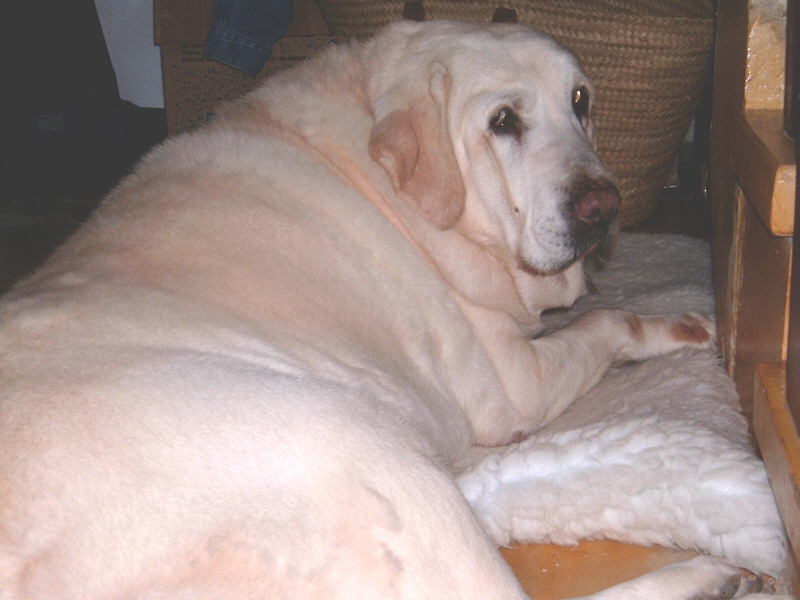 Our Darling Susie XXX