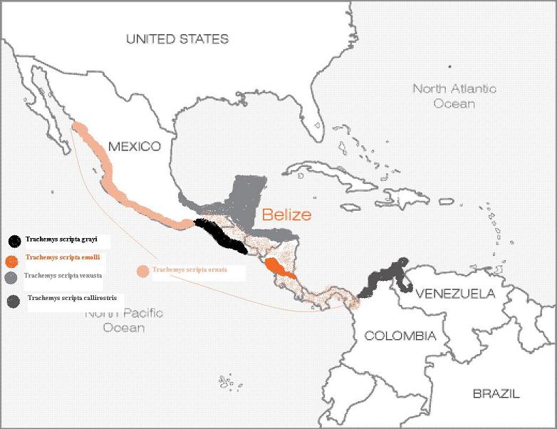Central American Trachemys species map