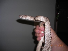 Tame western Coachwhip