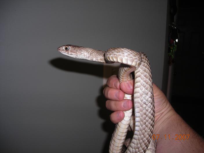 Tame western Coachwhip