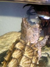 RA waiting for a snack