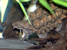 Snop is telling us what he thinks about my camera!