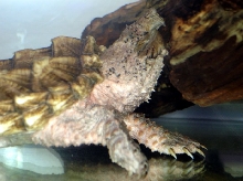 RA... my Beautiful Golden Leucistic