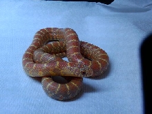 male jelly