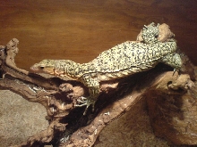 Melinus body
