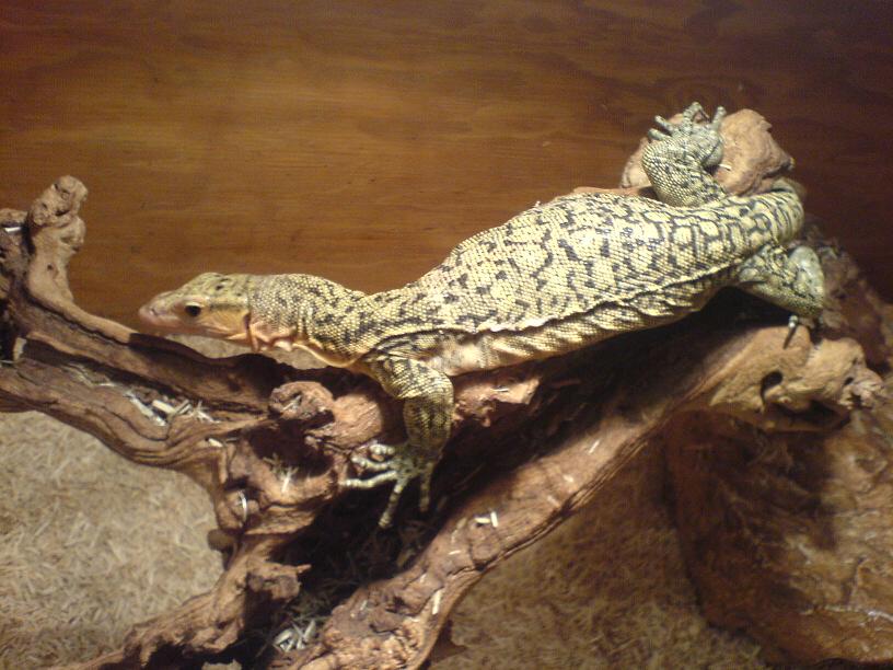 Melinus body