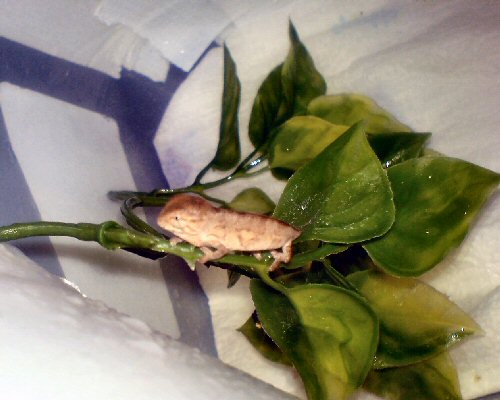 Mafana hatchlings