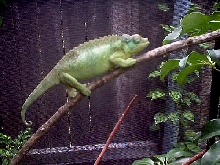 Gravid Jackson