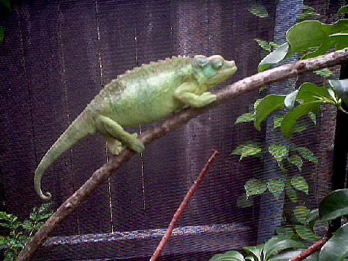 Gravid Jackson