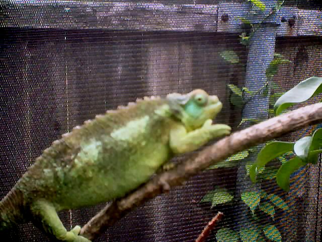 Gravid Jackson
