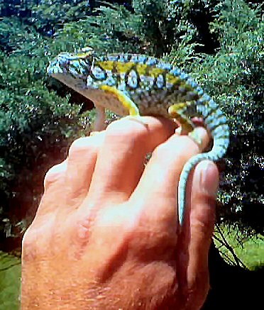 male lateralis