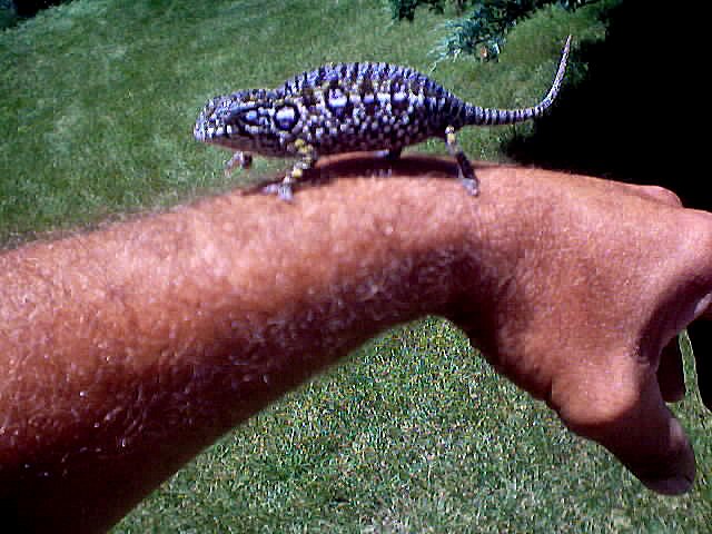 Lavender female Lateralis
