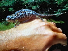 female lateralis