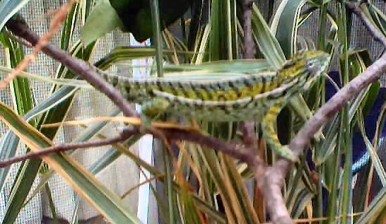 Fercifer Lateralis