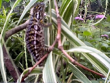 Female Furcifer Lateralis