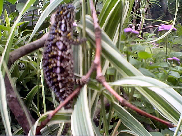 Female Furcifer Lateralis