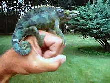 High Blue Jackson-male