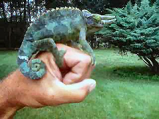 High Blue Jackson-male